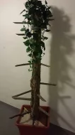Strom - stojan na ochočené papoušky